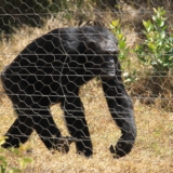ol pejeta conservancy
