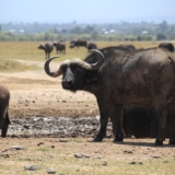 ol pejeta conservancy