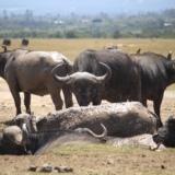 ol pejeta conservancy