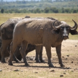 ol pejeta conservancy