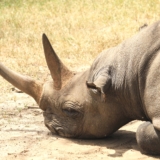 ol pejeta conservancy