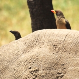 ol pejeta conservancy