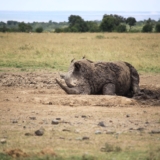 ol pejeta conservancy