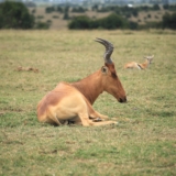 ol pejeta conservancy