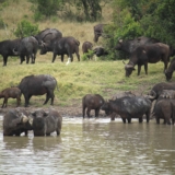 ol pejeta conservancy
