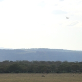mambo game drive