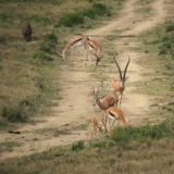 mambo game drive