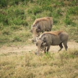 mambo game drive