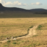mambo game drive