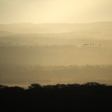 mambo game drive