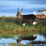 lake nakuru