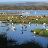 lake nakuru