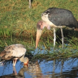 lake nakuru