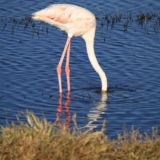 lake nakuru