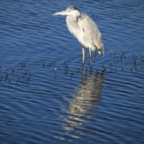 lake nakuru