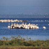lake nakuru