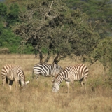 lake nakuru