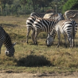 lake nakuru