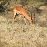 lake nakuru