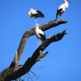 lake nakuru