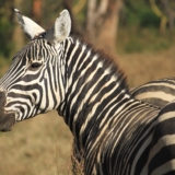 lake nakuru