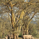 lake nakuru