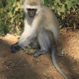 lake nakuru