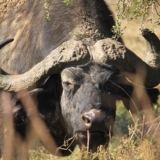 lake nakuru