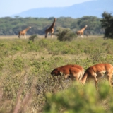 lake nakuru