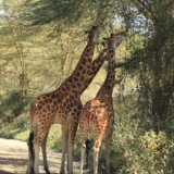 lake nakuru