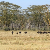 lake nakuru