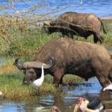 lake nakuru