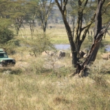 lake nakuru