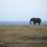 ol pejeta conservancy