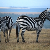 ol pejeta conservancy