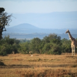 ol pejeta conservancy