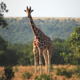 ol pejeta conservancy