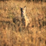 ol pejeta conservancy