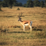 ol pejeta conservancy