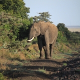 ol pejeta conservancy