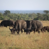 ol pejeta conservancy