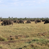 ol pejeta conservancy