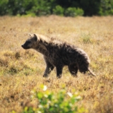 ol pejeta conservancy
