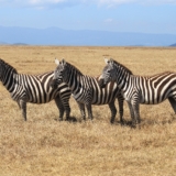 ol pejeta conservancy