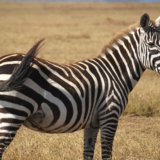 ol pejeta conservancy