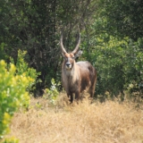 ol pejeta conservancy