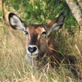 ol pejeta conservancy